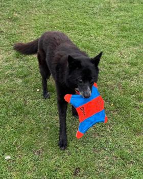 Preview: Chuckit Flying Squirrel M 35 cm